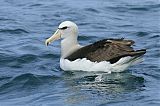 Salvin's Albatross